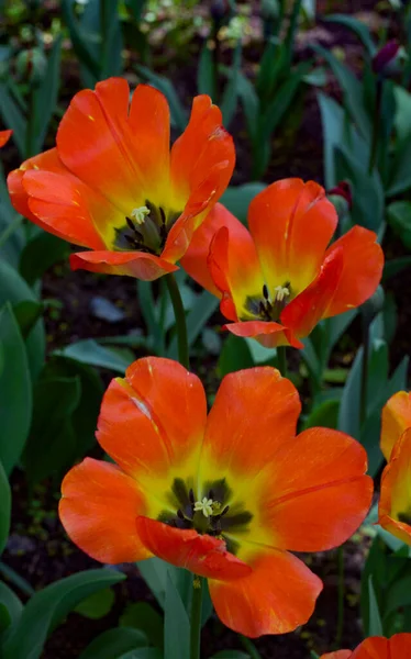 Grandes Tulipas Vermelho Amarelas Iluminadas Pela Primavera Brilhante — Fotografia de Stock