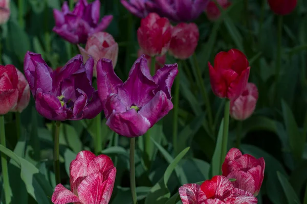 Prado Con Hermosos Tulipanes Coloridos Primavera Iluminados Por — Foto de Stock