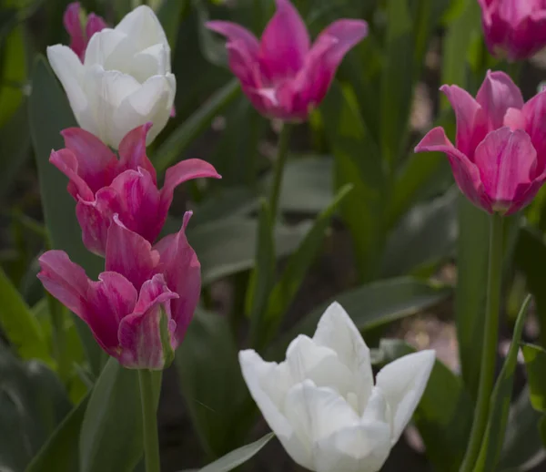 Glade Cubierto Con Muchos Tulipanes Rosa Violeta Sobre Fondo Borroso — Foto de Stock