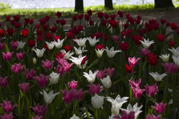 Pole Dużych Jasnych Wielobarwnych Tulipanów Oświetlone Przez — Zdjęcie stockowe