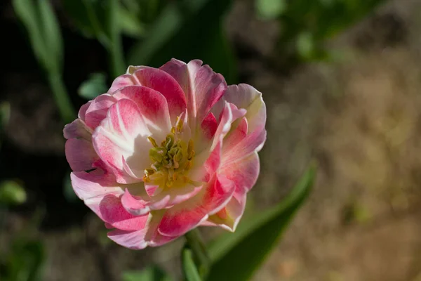 Hermosos Tulipanes Blancos Rosados Cerca Iluminados Por Sol Primaveral Sobre — Foto de Stock