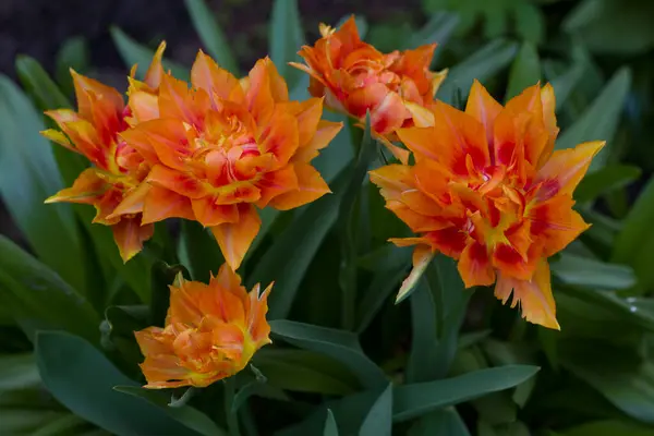 Una Grande Radura Punteggiata Tulipani Multicolori Illuminati Dal Luminoso — Foto Stock