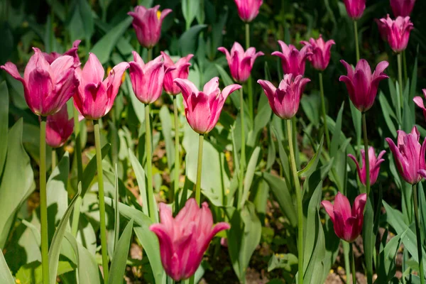 Gran Claro Salpicado Tulipanes Multicolores Iluminados Por Brillante — Foto de Stock