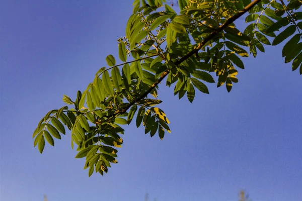 Galhos Com Folhas Verdes Jovens Iluminadas Pelo Sol Fundo Azul — Fotografia de Stock