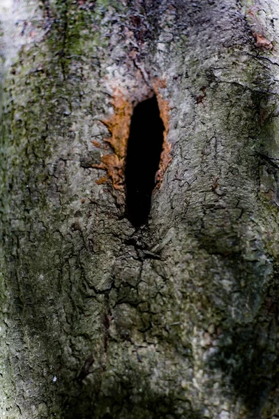 溝や溝のある木の樹皮の質感自然変成 — ストック写真