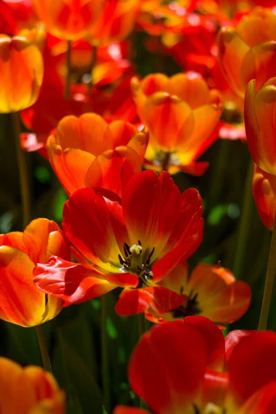 Duże Jasnoczerwono Żółte Tulipany Oświetlone Słońcem Tle Polany Kropkowanego Kwiatu — Zdjęcie stockowe