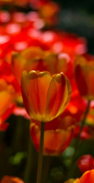 Güneş Tarafından Aydınlatılan Büyük Kırmızı Sarı Laleler Arkaplandaki Benekli Çiçeklere — Stok fotoğraf