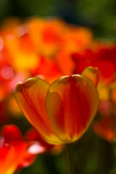 Flor Uma Bela Tulipa Vermelho Amarelo Fechar Backgroun Obscuro Borrado — Fotografia de Stock