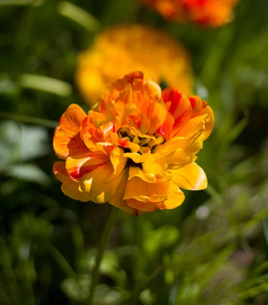 Flor Uma Bela Tulipa Vermelho Amarelo Fechar Backgroun Obscuro Borrado — Fotografia de Stock