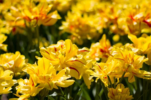 Grandi Tulipani Giallo Brillante Illuminati Dal Sole Sullo Sfondo Altri — Foto Stock