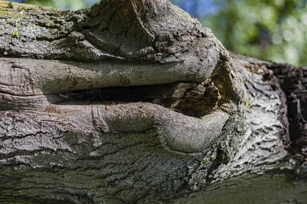 溝や溝のある木の樹皮の質感自然変成 — ストック写真