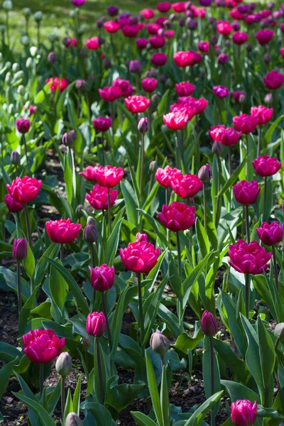 Wiese Mit Bunten Tulpen Die Von Der Frühlingssonne Erleuchtet Werden — Stockfoto