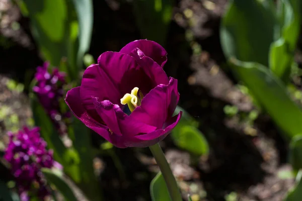 Flor Hermoso Tulipán Violeta Hojas Cerca Sobre Fondo Oscuro Borroso — Foto de Stock