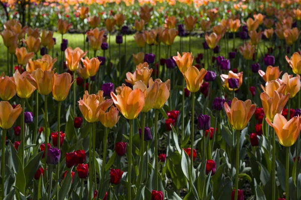 Blumenbeet Mit Großen Bunten Tulpen Die Von Der Sonne Beleuchtet — Stockfoto