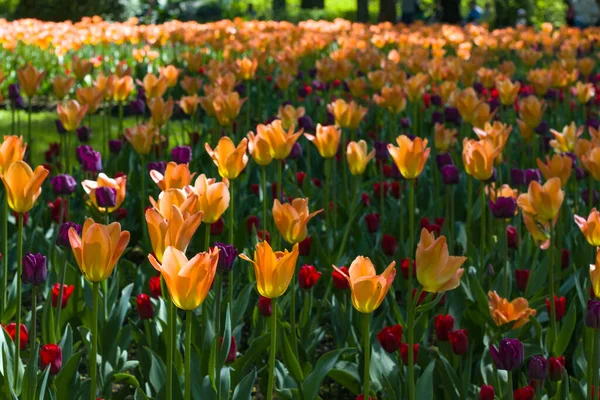 Blumenbeet Mit Großen Bunten Tulpen Die Von Der Sonne Beleuchtet — Stockfoto