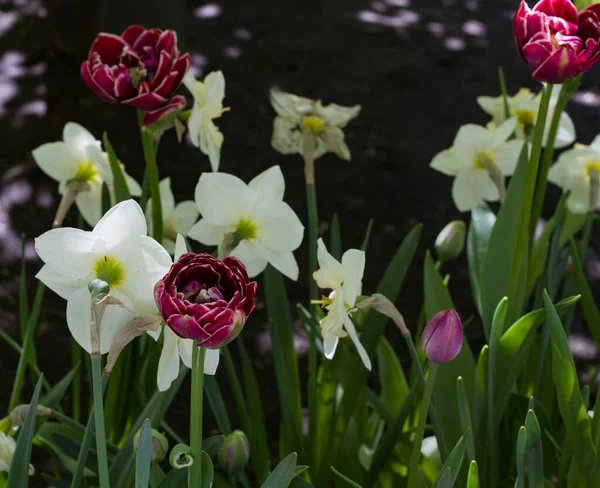 Aiuola Con Grandi Tulipani Multicolori Luminosi Illuminati Dal Sole — Foto Stock