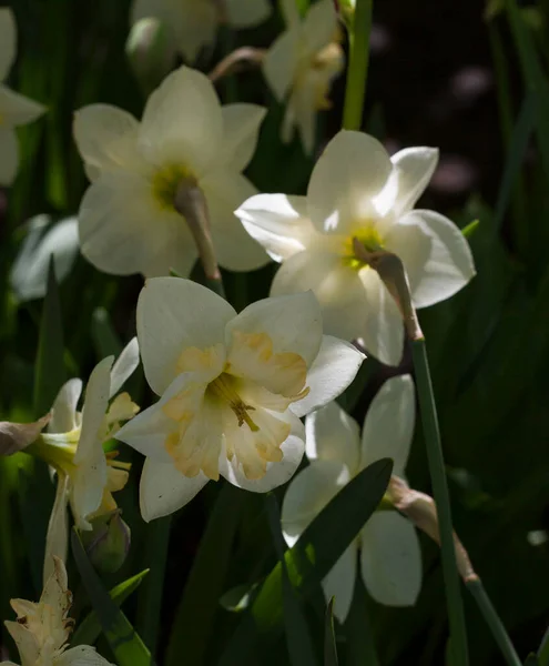 Narcisi Fiori Primo Piano Uno Sfondo Fogliame Scuro — Foto Stock