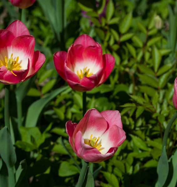 Prado Con Brillantes Tulipanes Multicolores Iluminados Por Sol Primavera — Foto de Stock