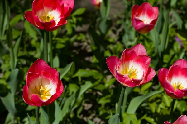 Prado Con Brillantes Tulipanes Multicolores Iluminados Por Sol Primavera — Foto de Stock