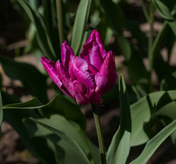 Flor Hermoso Tulipán Violeta Hojas Cerca Sobre Fondo Oscuro Borroso — Foto de Stock