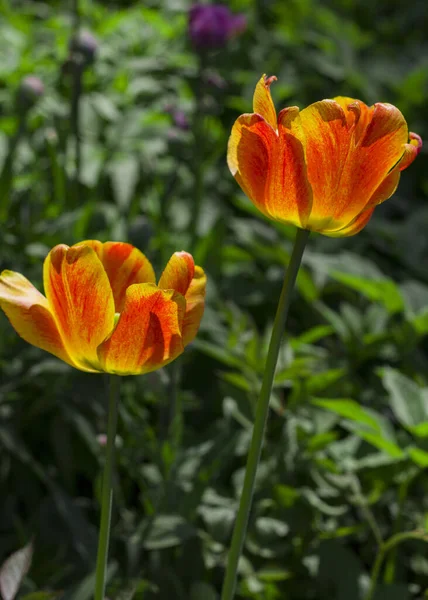 Flor Uma Bela Tulipa Vermelho Amarelo Fechar Backgroun Obscuro Borrado — Fotografia de Stock