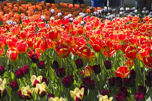 Луг Яркими Разноцветными Тюльпанами Освещенными Весенним Солнцем — стоковое фото