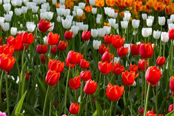 Wiese Mit Bunten Tulpen Die Von Der Frühlingssonne Erleuchtet Werden — Stockfoto