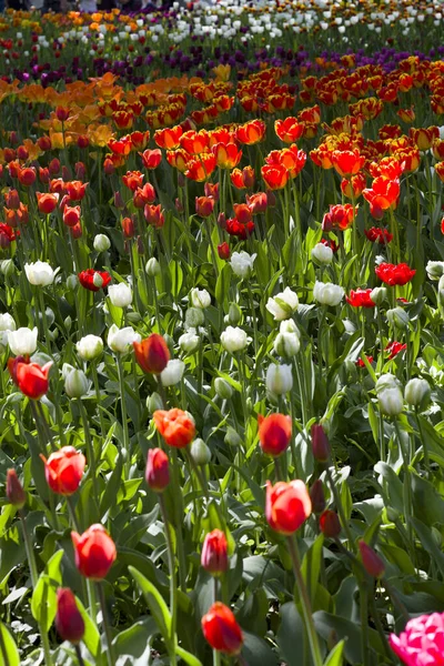 Wiese Mit Bunten Tulpen Die Von Der Frühlingssonne Erleuchtet Werden — Stockfoto