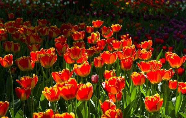 Große Leuchtend Rot Gelbe Tulpen Die Von Der Sonne Vor — Stockfoto