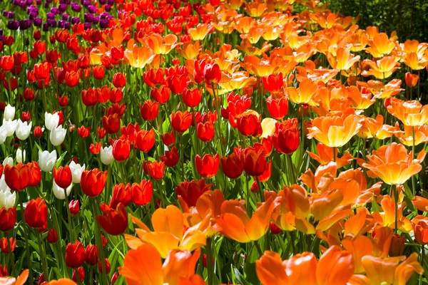 Wiese Mit Bunten Tulpen Die Von Der Frühlingssonne Erleuchtet Werden — Stockfoto