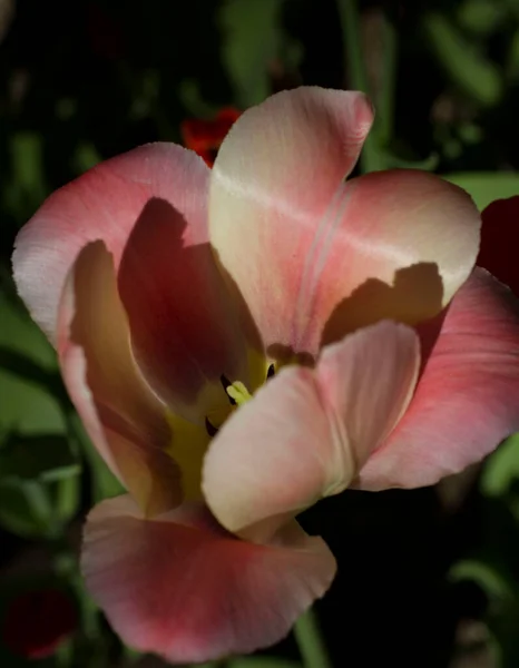 Цветок Красивого Розового Белого Тюльпана Листья Закрываются Темно Размытой Спинке — стоковое фото