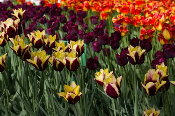 Schöne Wiese Mit Vielen Tulpen Auf Einem Verschwommenen Hintergrund Aus — Stockfoto