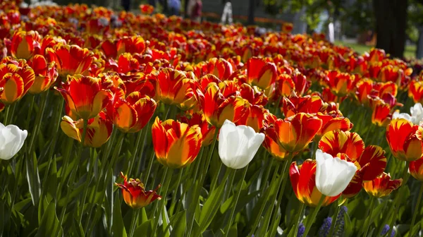 Wiese Mit Bunten Tulpen Die Von Der Frühlingssonne Erleuchtet Werden — Stockfoto