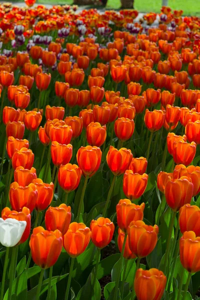 Grandes Tulipanes Color Rojo Amarillo Brillante Iluminados Por Sol Sobre —  Fotos de Stock