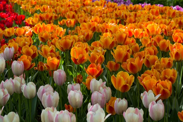 Wiese Mit Wunderschönen Orangefarbenen Und Weißen Tulpen Frühling Beleuchtet Von — Stockfoto