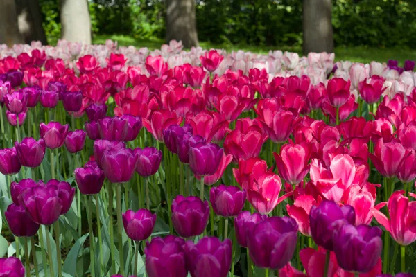 glade covered with many violet pink tulips on a blurred background of flowers