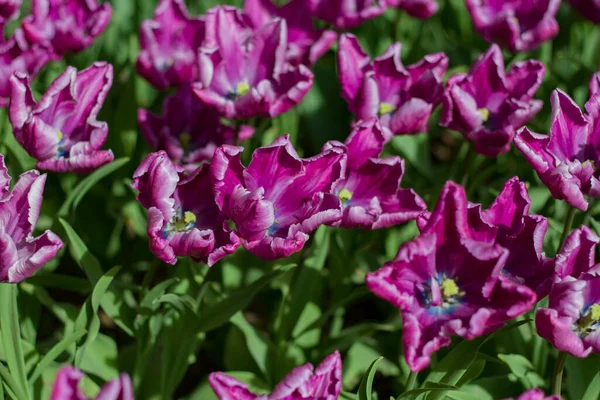 Glade Cubierto Con Muchos Tulipanes Violeta Lila Sobre Fondo Borroso — Foto de Stock