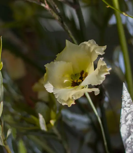 Schöne Gelbe Rot Weiße Und Gelbe Blüten Aus Nächster Nähe — Stockfoto