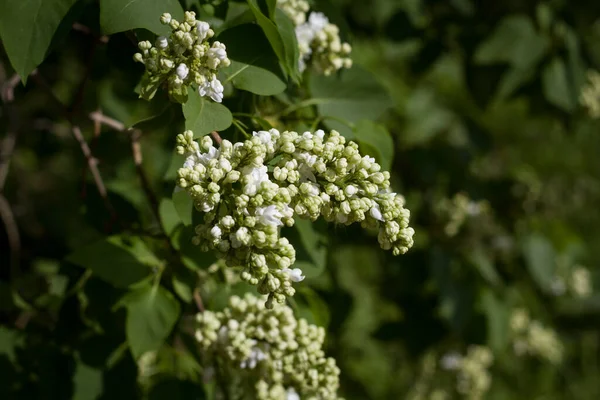 Twijgen Met Groene Jonge Bladeren Ongeblazen Bloemen Lila Verlicht Door — Stockfoto