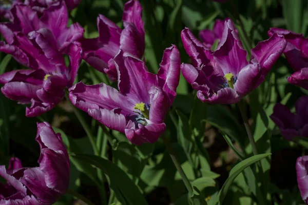 Gran Claro Salpicado Tulipanes Multicolores Iluminados Por Brillante — Foto de Stock