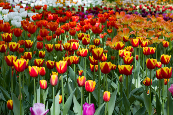 поле с большими яркими разноцветными тюльпанами освещается su
