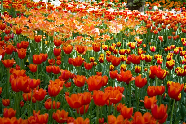 Campo Com Grandes Tulipas Multicoloridas Brilhantes Iluminadas Pelo — Fotografia de Stock