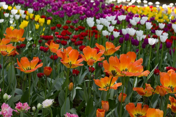 Feld Mit Großen Hellen Bunten Tulpen Beleuchtet Von Der — Stockfoto