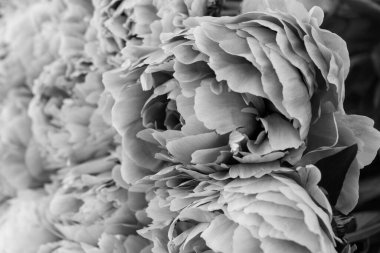 Siyah ve beyaz büyük yumuşak şakayık tomurcuğunun resmi. Güzel çiçekler. Selamlar konsepti. 