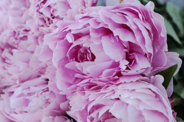 Büyük buketteki narin pembe şakayık tomurcuğunun görüntüsü. Kutlama konsepti. Doğum günü kartı, sevgililer günü, kadınlar günü, yıldönümü..