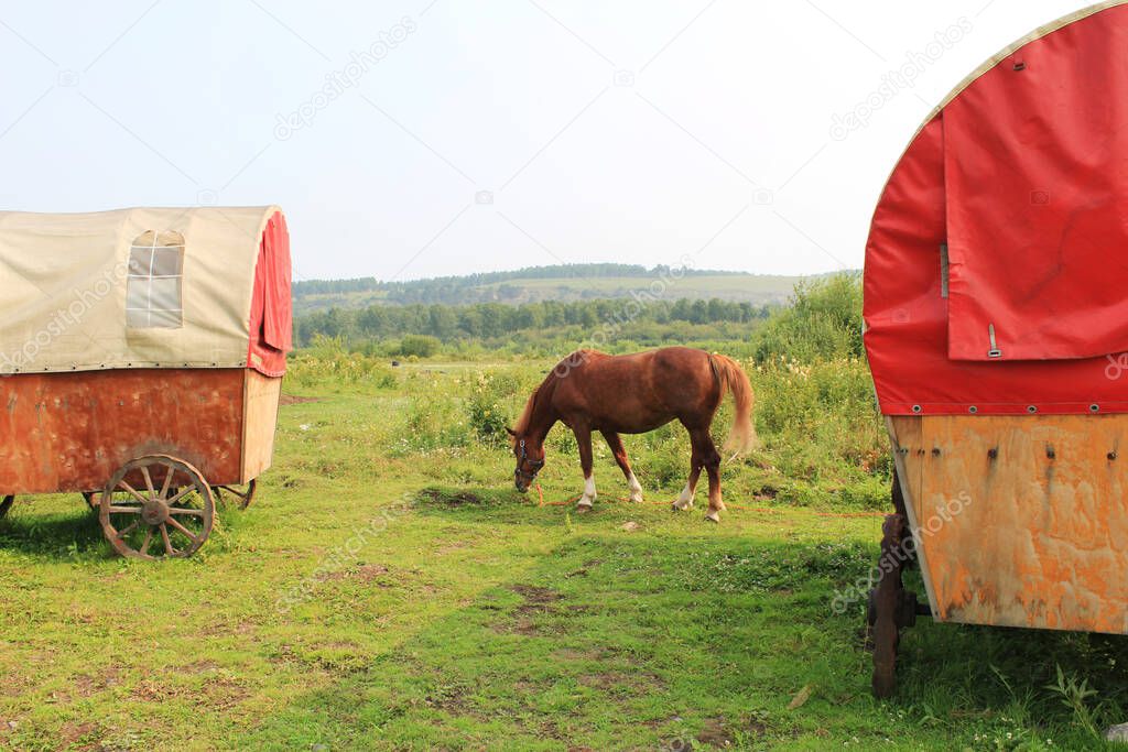 brown horse stand near covered old wagons on wheels and eat green grass. Counryside scene. Copy space for text. 