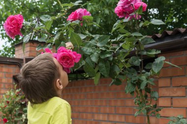 Oğlan yaz bahçesinde yüksek pembe gülleri kokluyor. Güzel çiçeklerin hoş kokusu. Bitki alerjisi konseptinden uzak