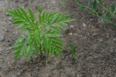 Yerde yetişen küçük yeşil bir yosun filizi görüntüsü. Güçlü alerji, yabani otlara ve bitkilere alerjisi olan insanlar için tehlike.