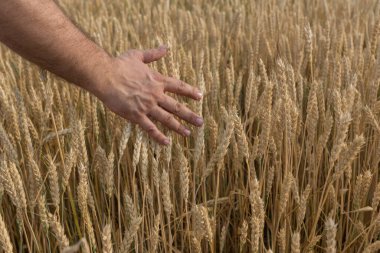Adam buğday ekmeğine el uzatıyor. Tahıl olgunlaştı ve mahsul hasat için hazır. Tarım kavramı