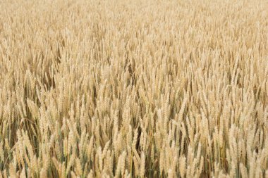 Sarı tarlanın doğal arka planında sarı kulaklar ve olgun buğdaylar hasat için hazır. Ön planda tahıl olan büyük bir çivi. Uzayı metin için kopyala. Tarım kavramı